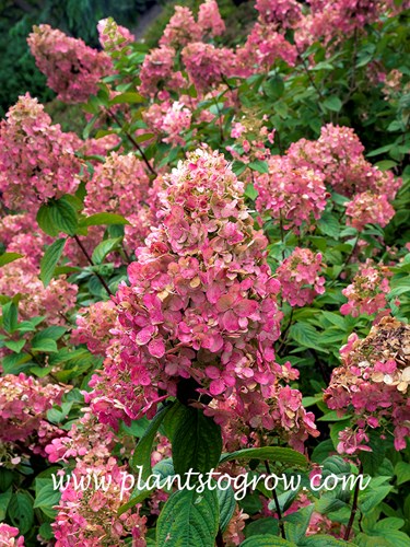 Fire Light Hydrangea (Hydrangea paniculata)
In the shrubs I observed on this date, most of the inflorescence were a bit more rounded (mid September)
